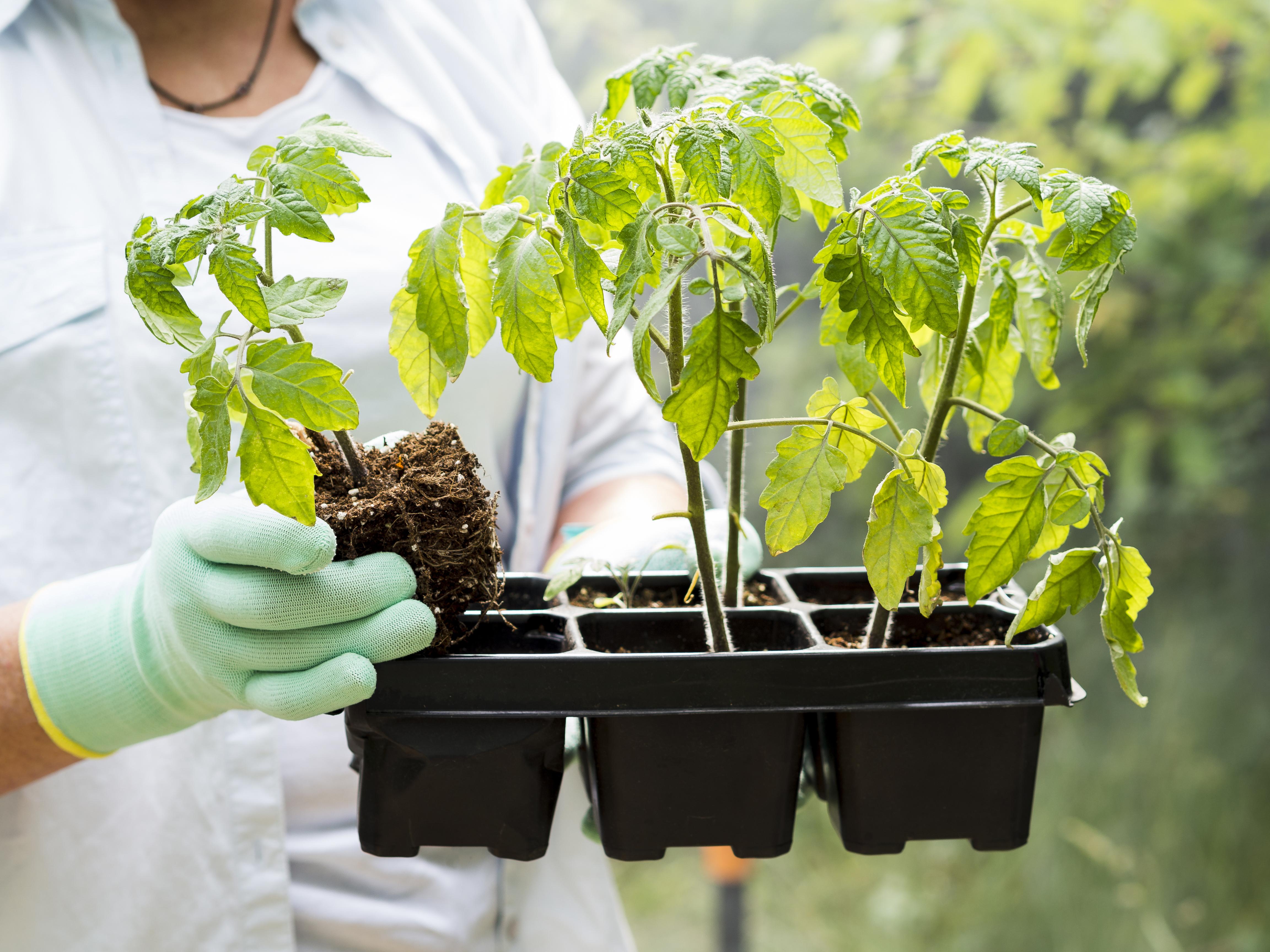 Всего 1 грамм: рассада томатов растёт крепкой и здоровой - простые хитрости для урожая ведрами Всего 1 грамм: рассада томатов растёт крепкой и здоровой - простые хитрости для урожая ведрами